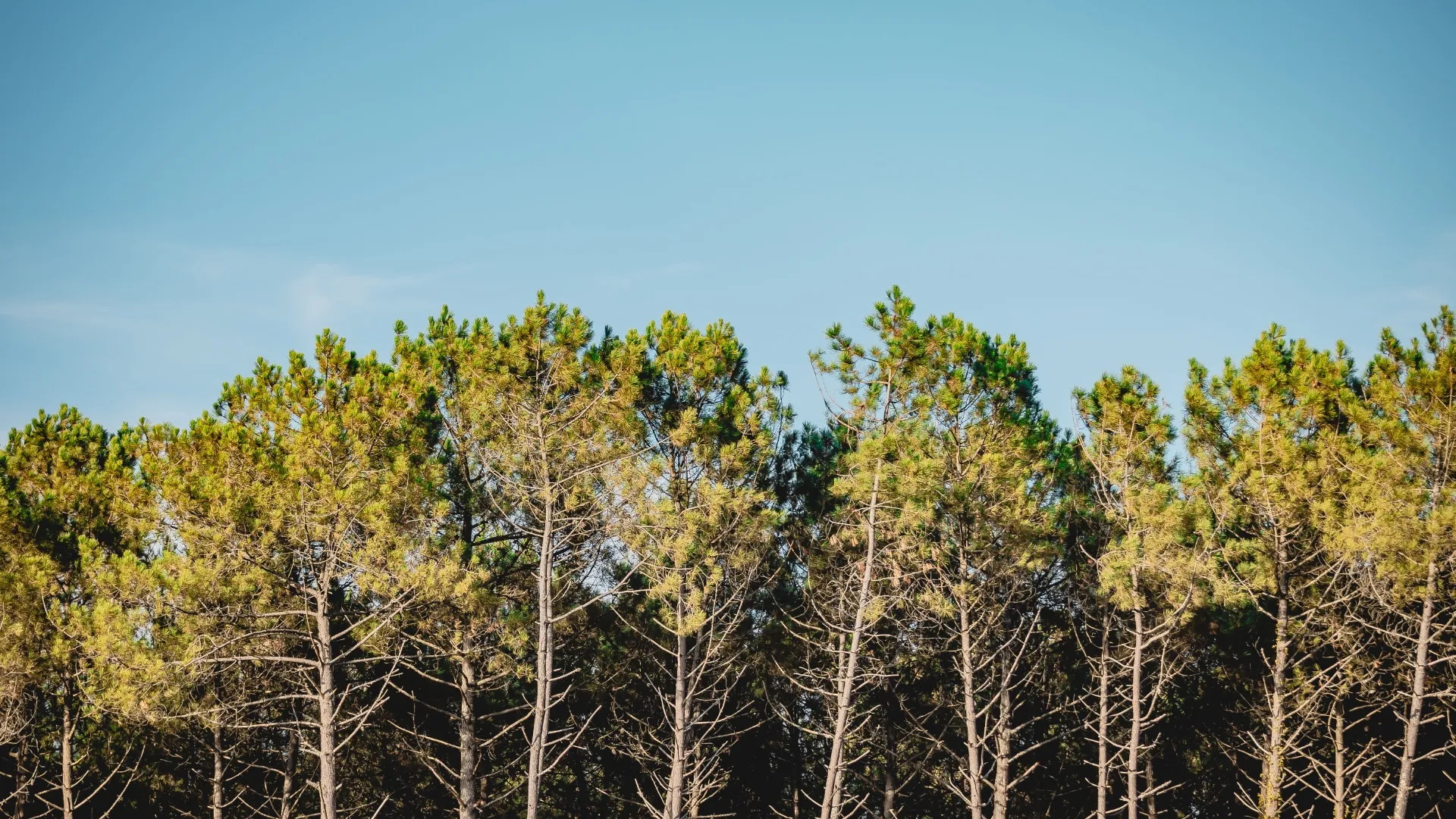 Forêt Les Maritimes