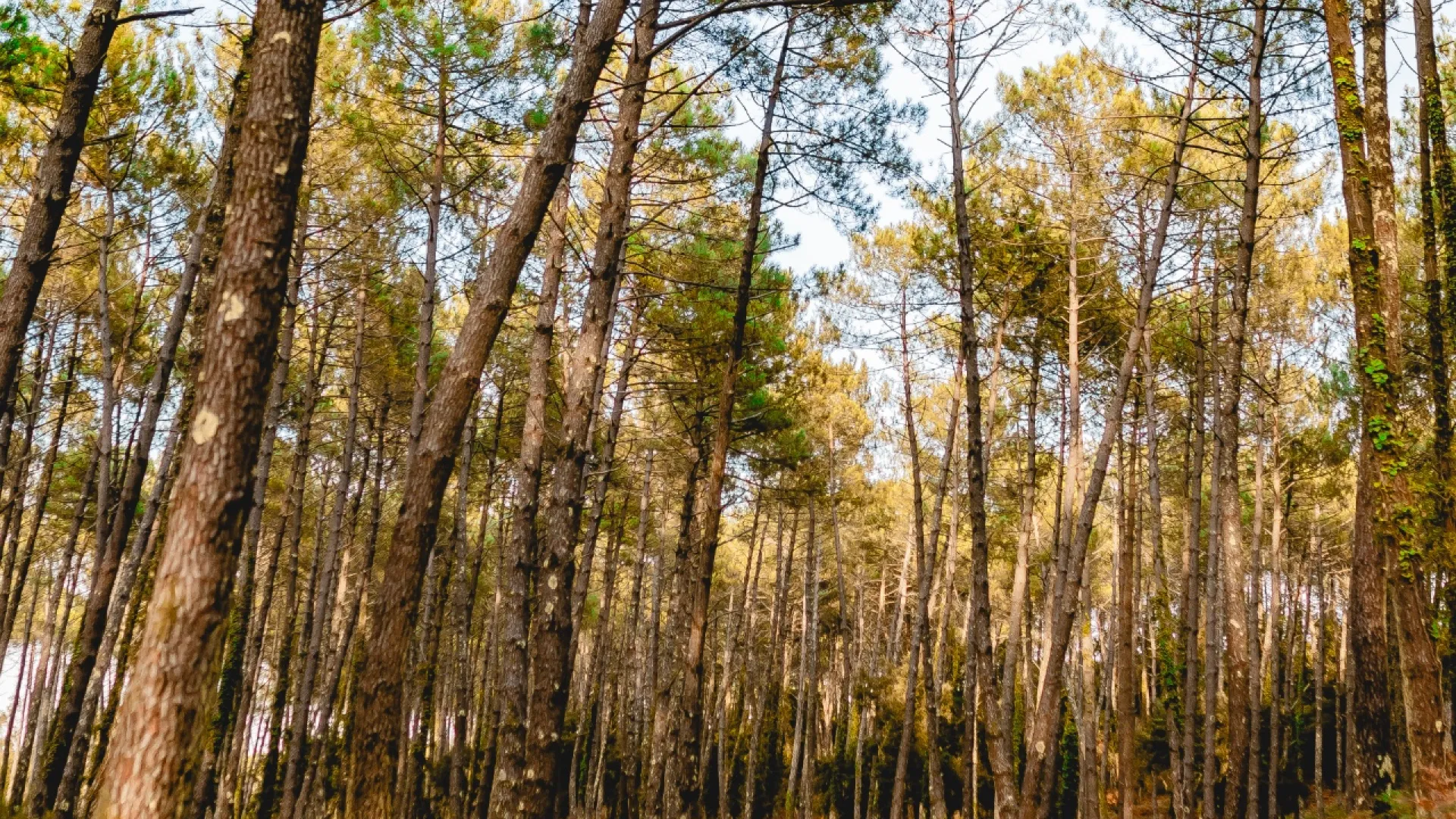 Forêt Les Maritimes