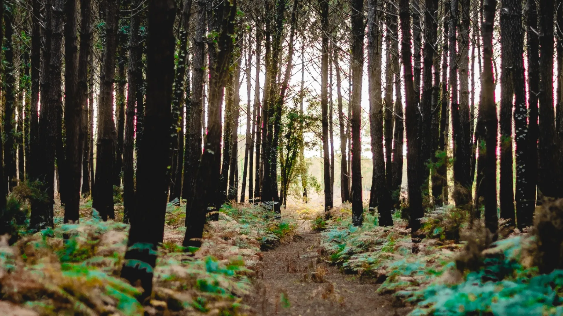 Forêt Les Maritimes