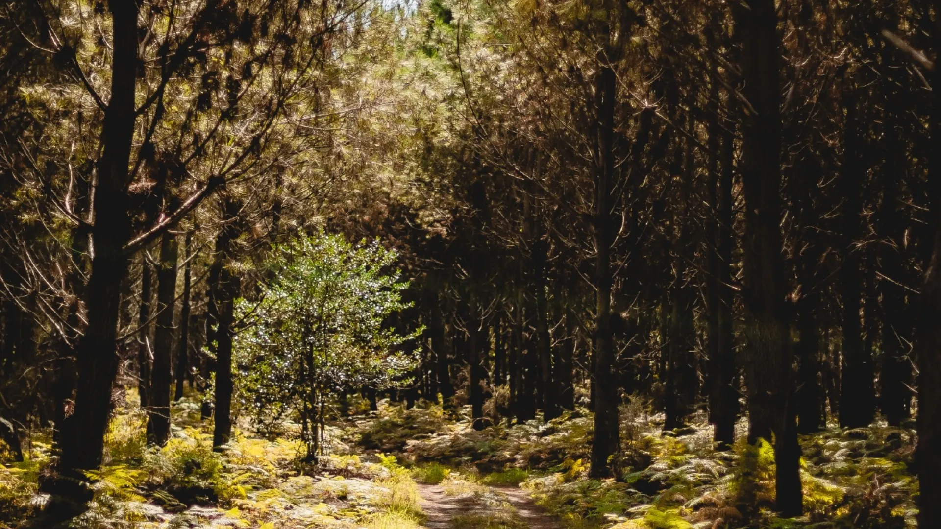 Forêt Les Maritimes